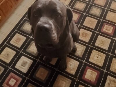 Mastiff Female Dog