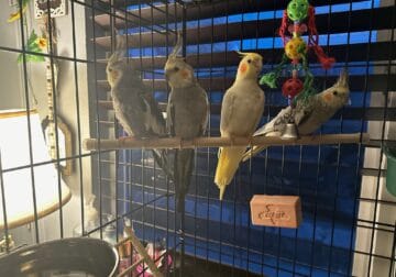 Cockatiels for sale