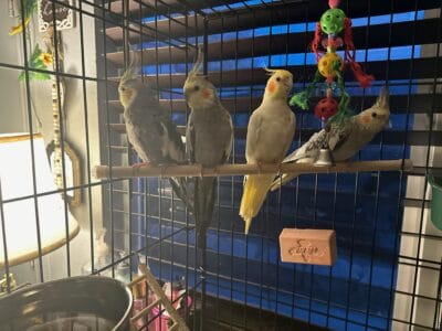 Cockatiels for sale
