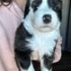 Old English sheepdog mix