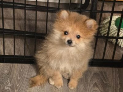 Pomeranian puppies