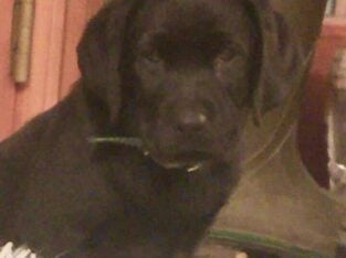 Purebred Black Lab Puppy (10 weeks)