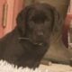 Purebred Black Lab Puppy (10 weeks)