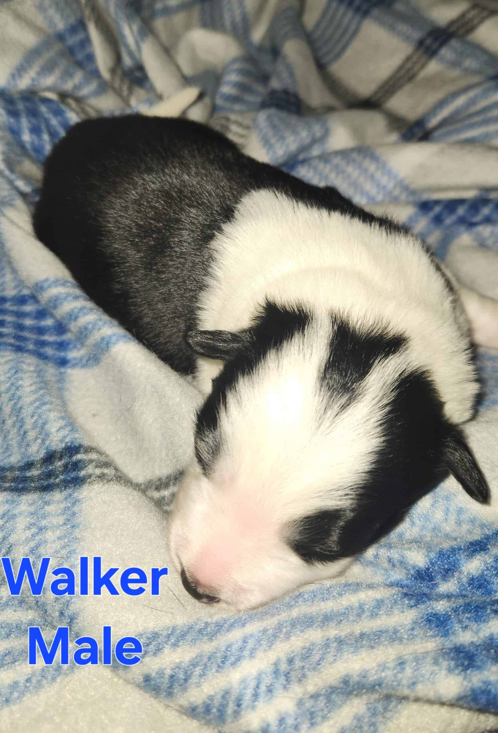 AKC Border Collie Puppies