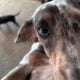 Blue (Silver) & Tan Dapple F Miniature Dachshund