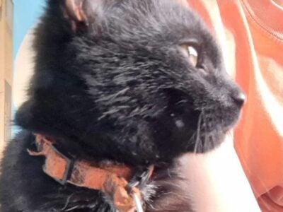 Free kittens