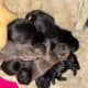 Shih Tzu Pups Available after March 3rd