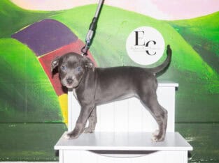Pocket Bully Puppy for Sale – Money
