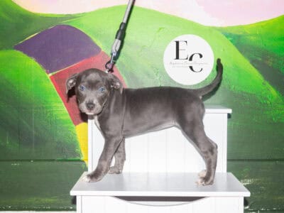 Pocket Bully Puppy for Sale – Money