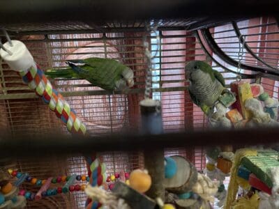 Quaker green parrots