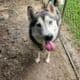 Male Husky For sale