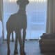 Year Old Great Dane