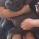 Female French bulldog