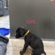 50% European Boxer puppies