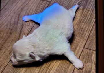 Christmas puppies for Sale