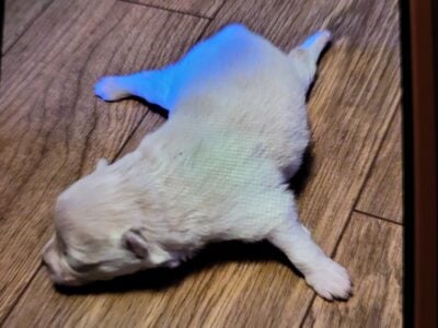 Christmas puppies for Sale