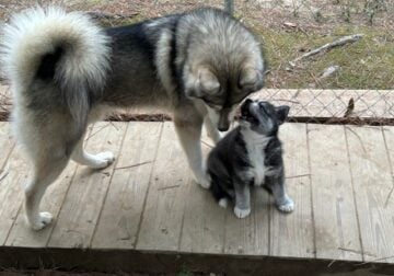 Two female AKC Siberian Husky pups for adoption