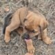 Boxer / Rottwieler Puppy