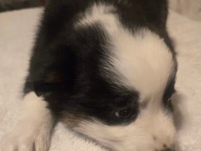 Black and white tri color Male puppy 5