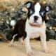 Boston Terrier Puppies, AKC Registered