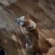 Boxer heeler mix pup 2