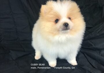CKC Pomeranian: CUBBY BEAR