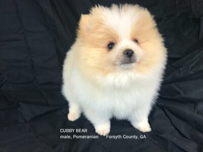 CKC Pomeranian: CUBBY BEAR