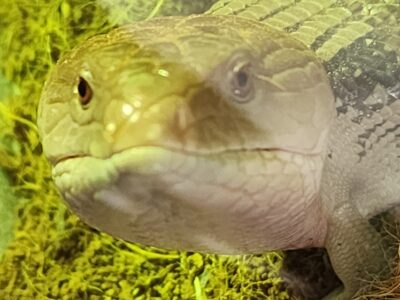 Blue Toungued skink