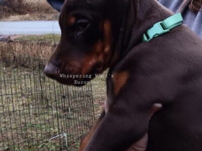 European Doberman Puppy