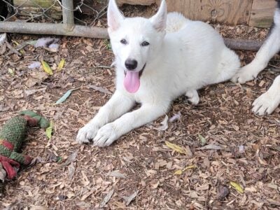 AKC Swiss Shepherd Puppies