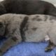 WailerDane puppies