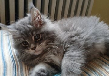 Maine Coon Kittens