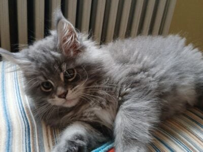 Maine Coon Kittens