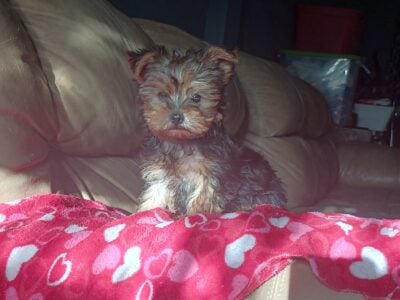 Yorkshire Terrier’s