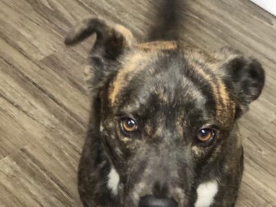 Spencer is looking for a new home