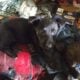 Shepherd/pitt/mastiff mix puppies