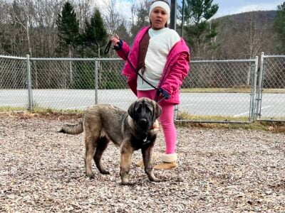 Big puppy