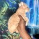 Pet home