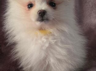 Yellow – Eowyn AKC Registered
