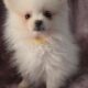 Yellow – Eowyn AKC Registered