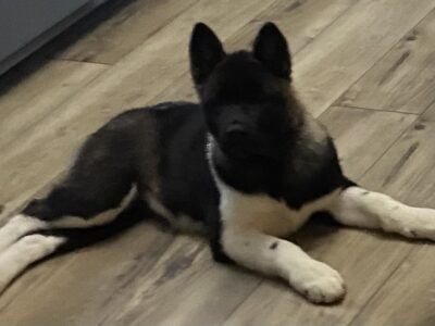 North Country Akitas