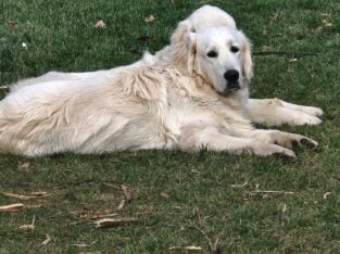 English Cream Golden Retriever