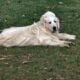 English Cream Golden Retriever