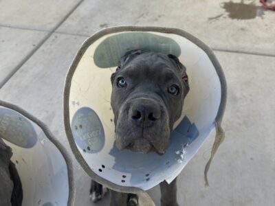 Cane Corso Puppies