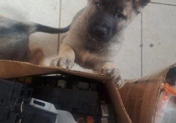 German shepherd husky puppies