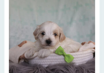 Maltipoo Male