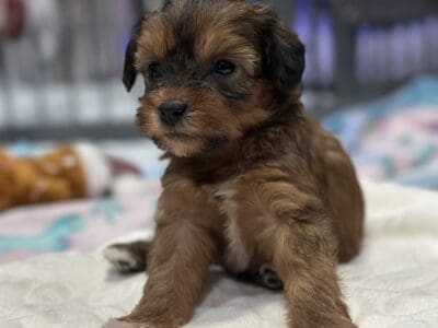 Shihpoo Puppies