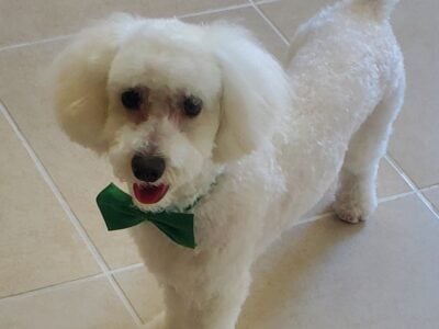 Maltipoo