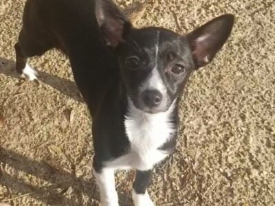 Chihuahua