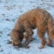 Scout —F1 Mini English Goldendoodle